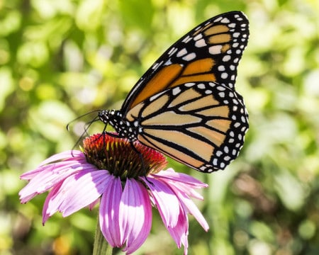 Monarch Butterfly 1499106288O54