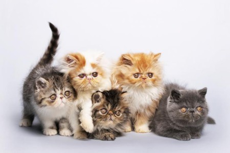 326024 800X533 Persian Kittens