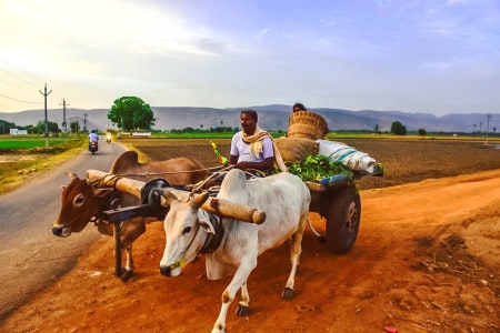 Farmer Bullock Cart In An Indian Village