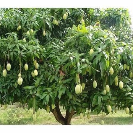 Mango Plant 500X500 1