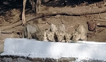 Lion Drinking Water 1