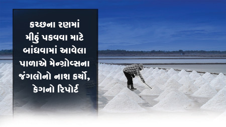 Salt Gujaratii