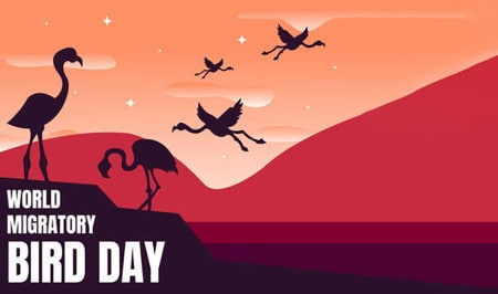 184829792 Illustration Vector Graphic Of Flamingo Birds Are On The Beach At Dusk Perfect For World Migratory