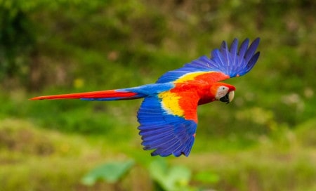 Popat Parrot