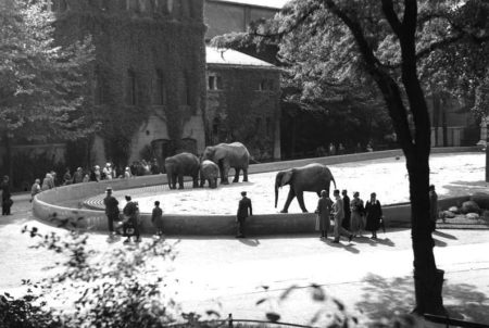 Berlin Zoo Elephants Before The War. The Elephant Gate