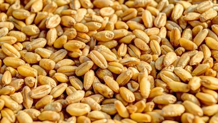 Bnegeneric Agriculture Grain Wheat Food 7