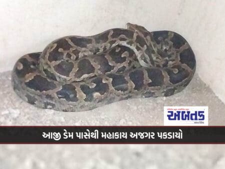Giant Python Caught From Aji Dam: Handed Over To Forest Department