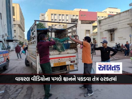 System In Action To Catch Stray Dogs In Rajkot Civil
