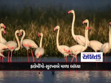 Arrival Of Foreign Guests In Small Desert Of Kutch: Flamingos-Surkhab Nest