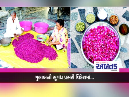 Farmers Of Kanpur Village In Dhrol Make 'Gulkand' From Native Roses.