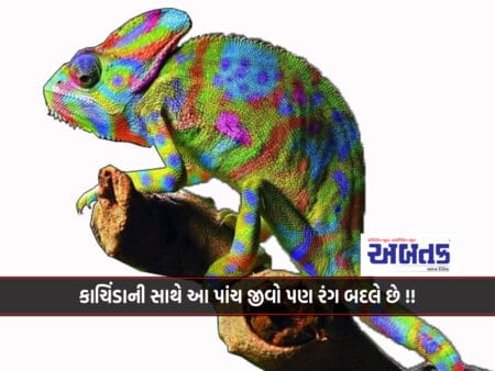 Which Five Animals In The World Can Change Their Color Except Kanchida?