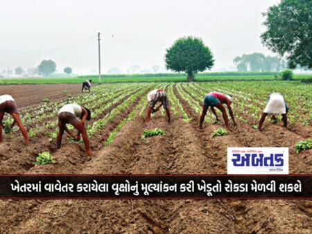 Farmers Will Be Able To Get Cash By Doing Necessary Assessment Of The Trees Planted In The Field