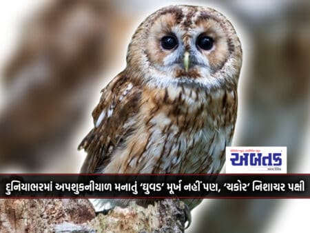 The Ominous 'Owl' Around The World Is Not A Fool, But A 'Chakor' Nocturnal Bird.