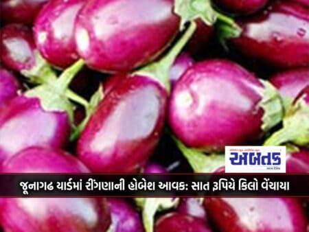 Best Income Of Brinjal In Junagadh Yard: Sold At Rs.7 Per Kg