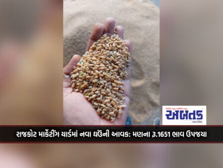 New Wheat Income In Rajkot Marketing Yard: Rs.1651 Per Maund Yielded