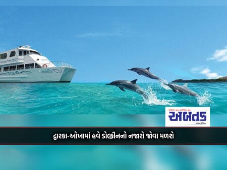 Dolphins Will Now Be Seen In Dwarka-Okha