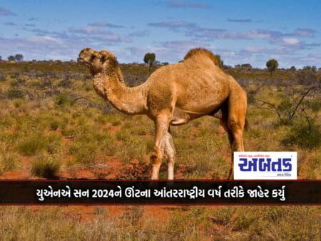 The Un Declared 2024 As The International Year Of The Camel