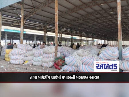 Gross Revenue Of Cotton In Hapa Marketing Yard