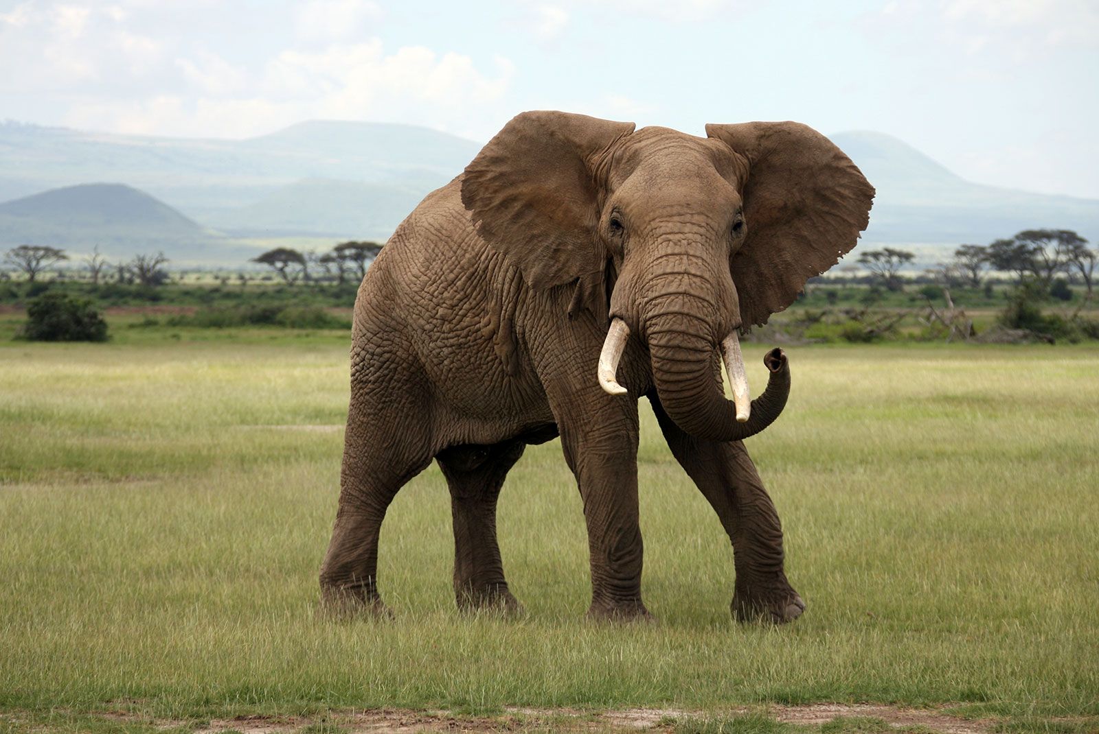 African elephant Kenya 1