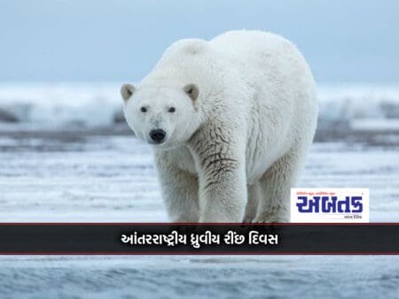All Bears Except Polar Bears Are Omnivores: Can Swim 160 Kilometers Without Tiring