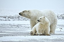 All bears except polar bears are omnivores: can swim 160 kilometers without tiring