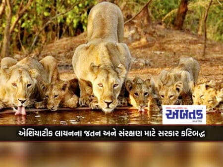 The Government Is Determined To Preserve And Protect The Jewel Of Gujarat, The Asiatic Lion