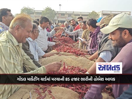 85,000 Bharis Hobesh Income Of Chillies In Gondal Marketing Yard