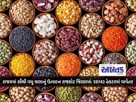 Rajkot District Has The Highest Gram Production In The State: 59743 Hectares Planted