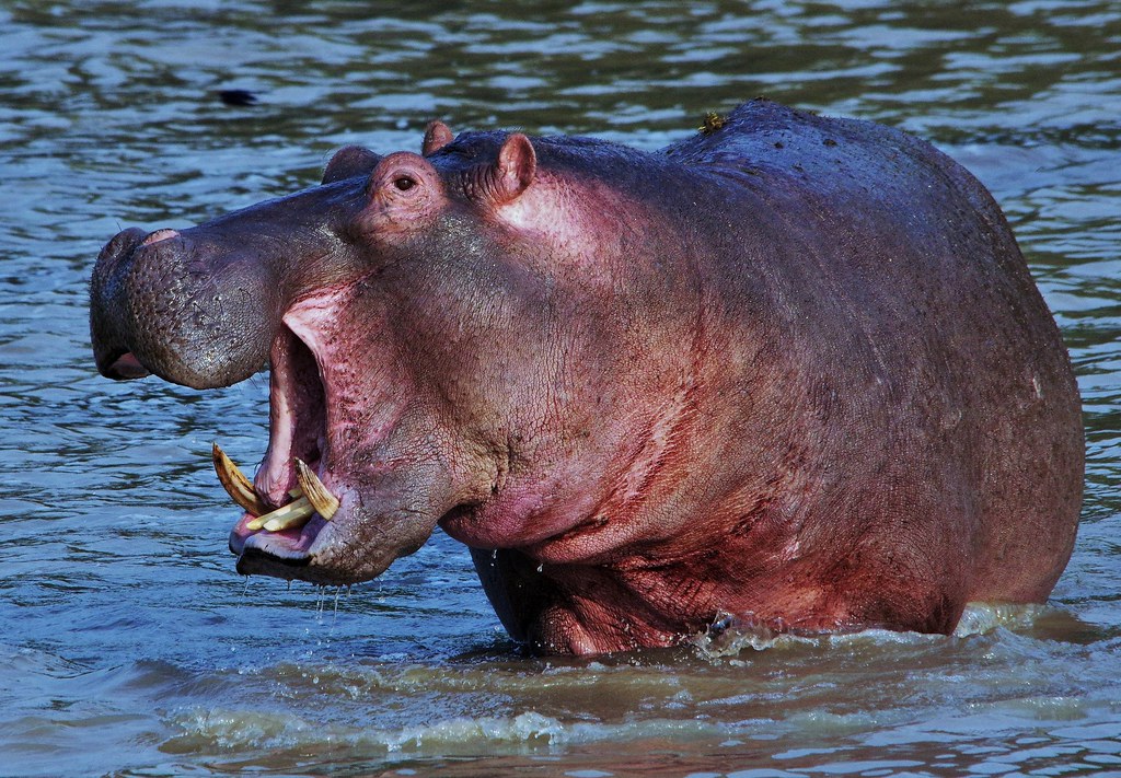 Hippopotamus is the biggest animal in the world after elephant, rhinoceros
