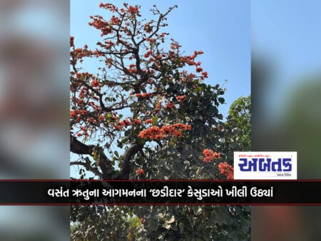 In Somnath Panthak, 'Chadidar' Kesudas Blossomed On The Arrival Of Spring Season.