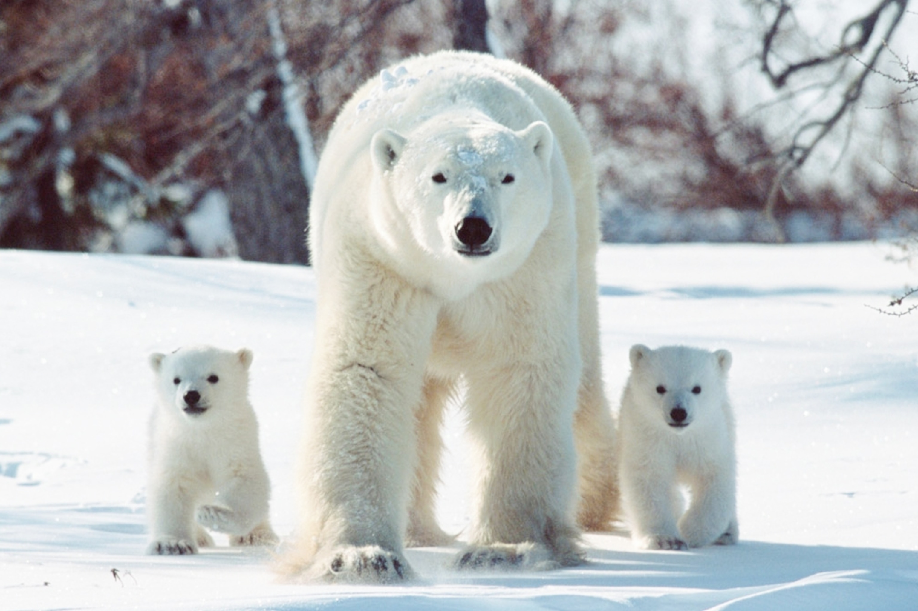 All bears except polar bears are omnivores: can swim 160 kilometers without tiring