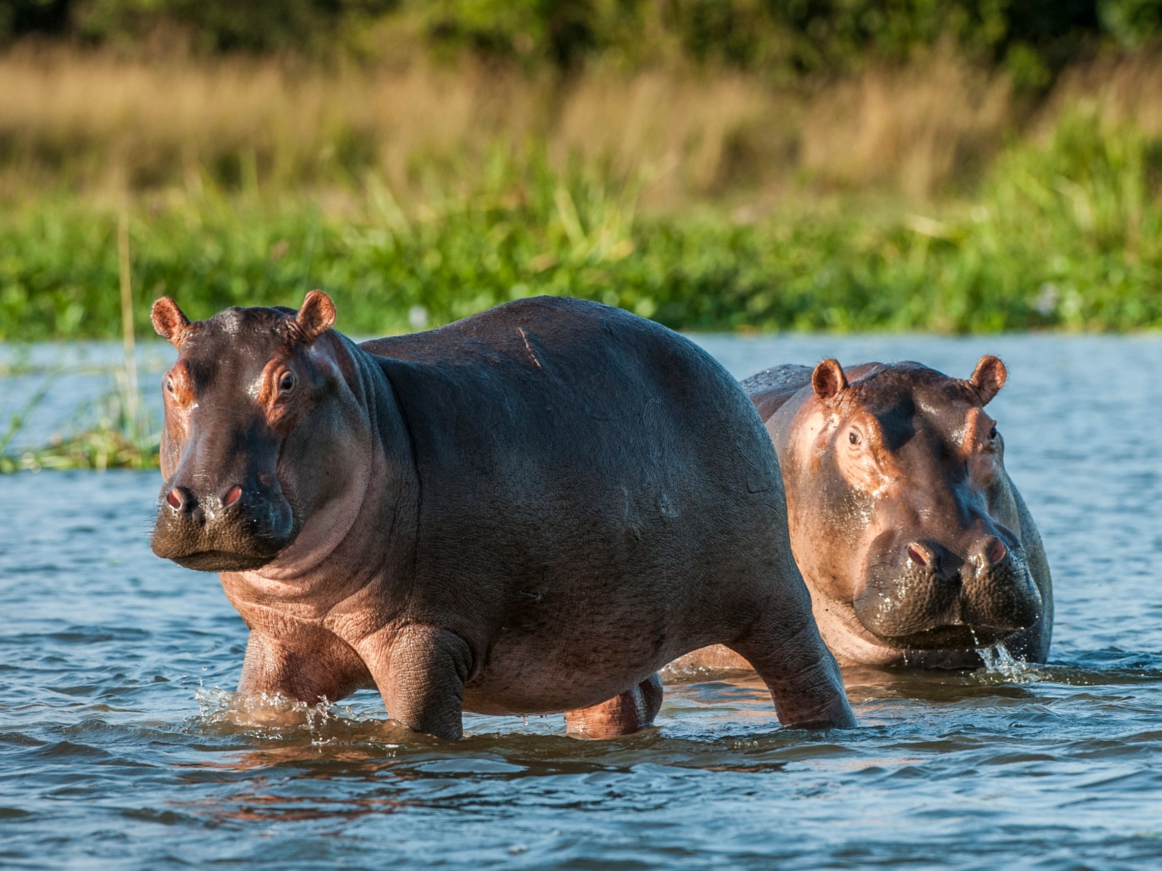 Hippopotamus is the biggest animal in the world after elephant, rhinoceros