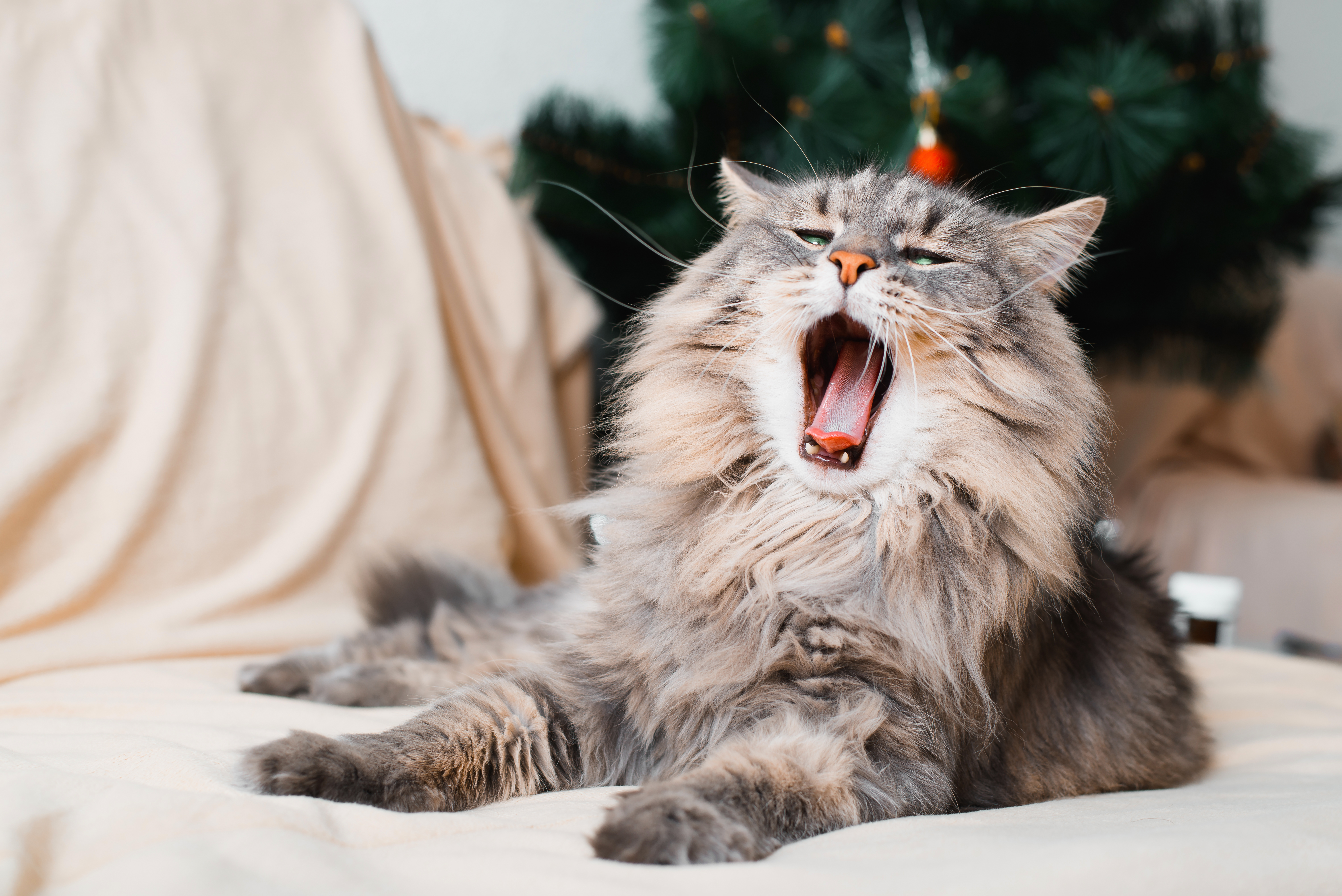 portrait of yawning gray sleepy cat indoors 2023 11 27 05 25 28 utc