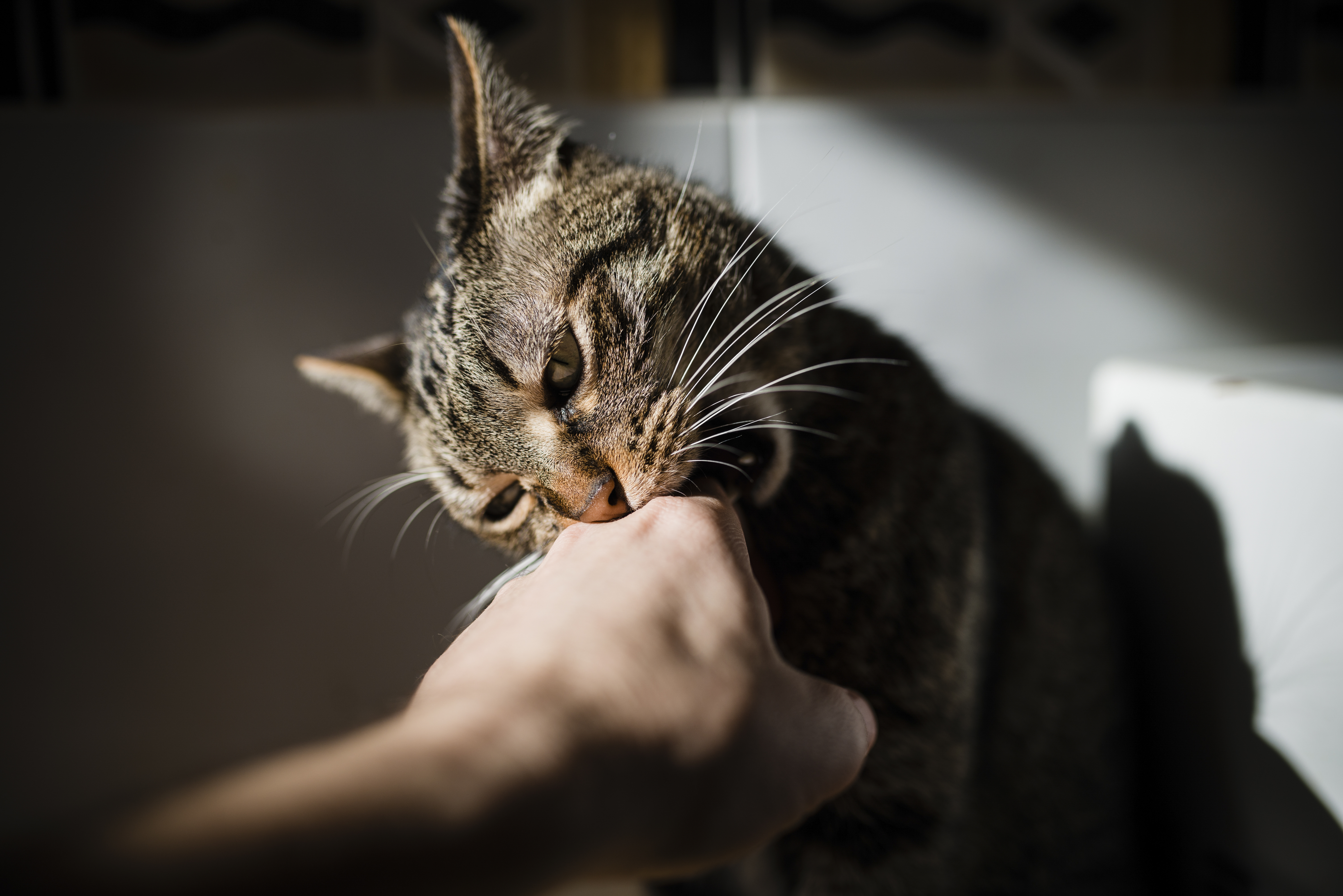tabby cat biting hand of owner 2023 11 27 04 53 57 utc