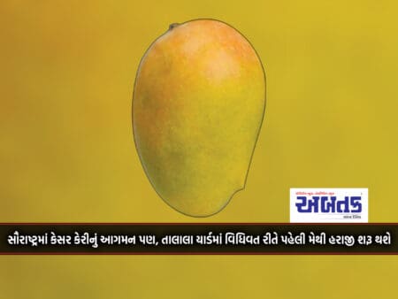 Even The Arrival Of Saffron Mangoes In Saurashtra, The Auction Will Officially Start From May 1 At Talala Yard.