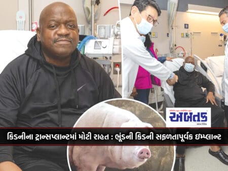 Big Relief In Kidney Transplant: Pig Kidney Successfully Implanted