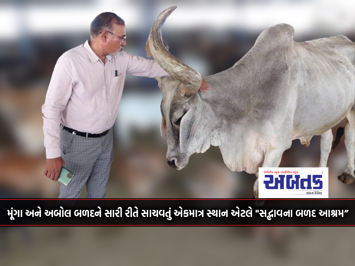 The Only Ashram In Entire Gujarat Where More Than 1,600 Bulls Are Served
