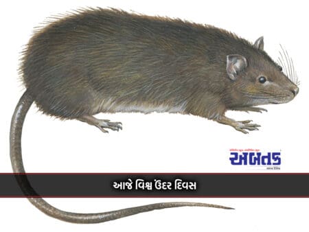 Rat Is The Ideal Model For Studying Human Health And Disease!