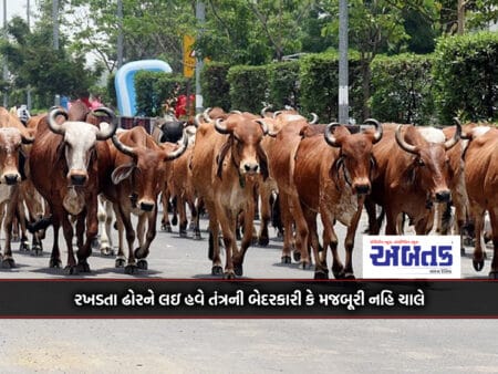 There Will Be No Negligence Or Coercion Of The System Regarding Stray Cattle