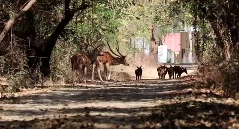 Now the animals in Sasan Gir Sanctuary will not be thirsty