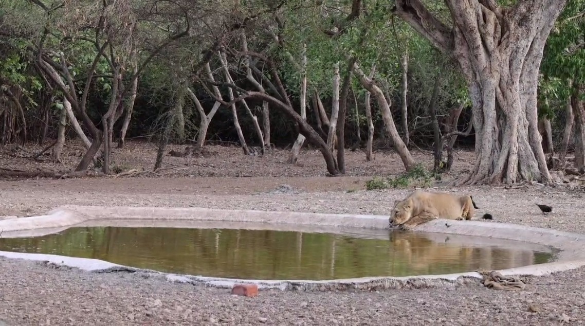 Now the animals in Sasan Gir Sanctuary will not be thirsty